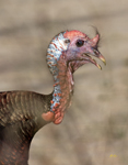 Spring Turkey